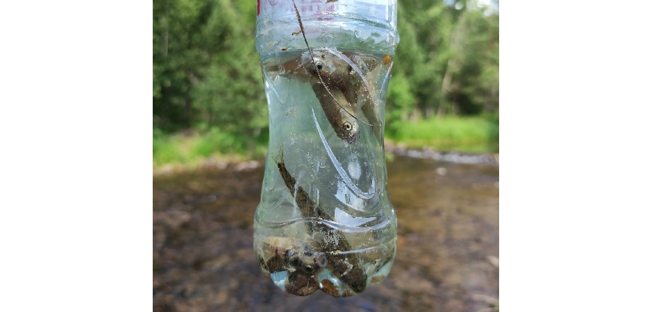 Учёные ЧелГУ поймали уникальную рыбу в пещерном водоёме