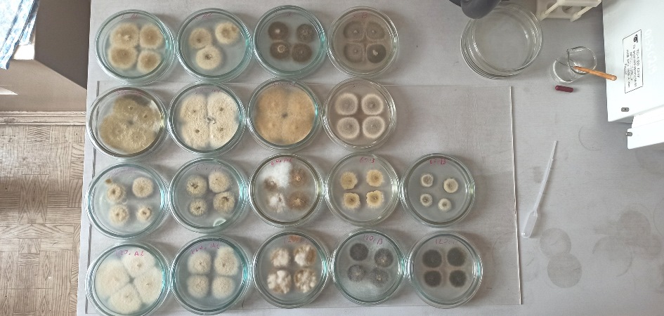 Молодой биолог ЧелГУ ищет экологически безопасные способы улучшения качества зерна