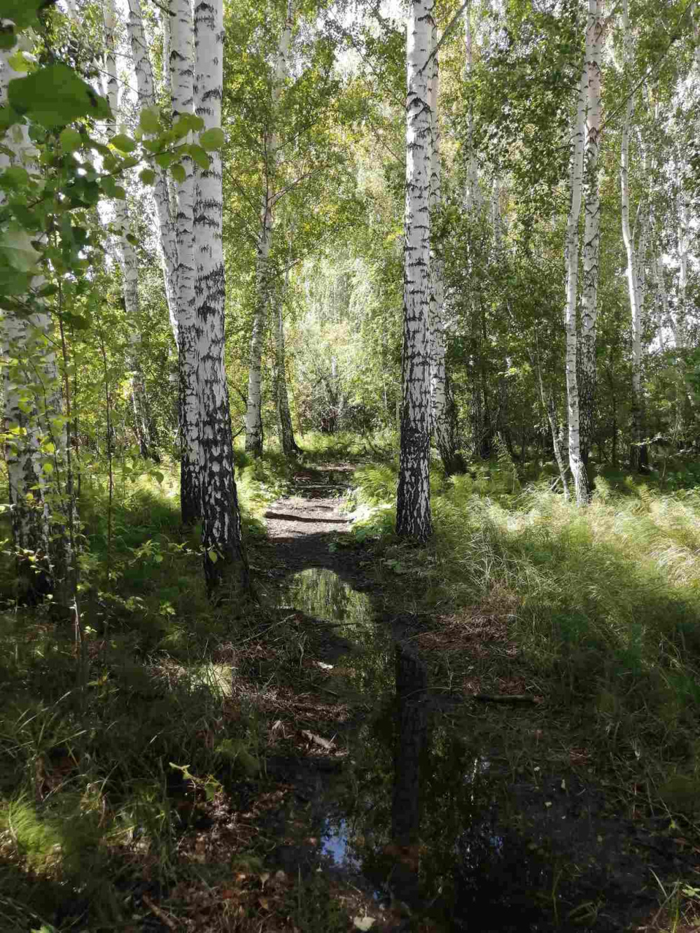 Ботаники ЧелГУ выиграли президентский грант на обустройство берега Шершнёвского водохранилища