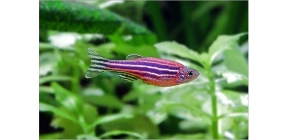 Исследования депрессии и загрязнения окружающей среды учёные ЧелГУ будут проводить на рыбах