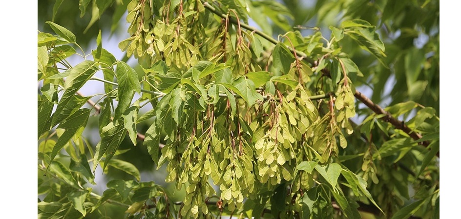 Дендролог ЧелГУ Вера Меркер: чем клён ясенелистный опасен для города