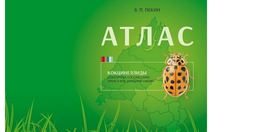 Более 60 видов: эколог ЧелГУ посчитал Божьих коровок Урала и Западной Сибири