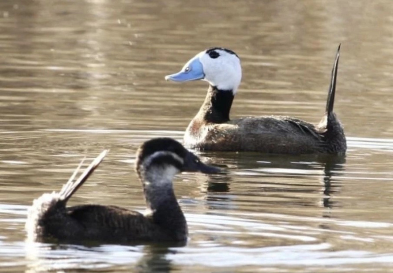Проект ЧелГУ и фонда «Спаси меня» во второй раз получил президентский грант на защиту редкого вида птиц