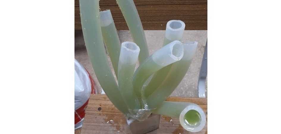 «Деревья из водорослей»: в ЧелГУ представили проект по очищению воздуха