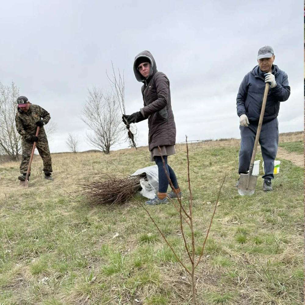На Аркаиме высадили абрикосовый сад