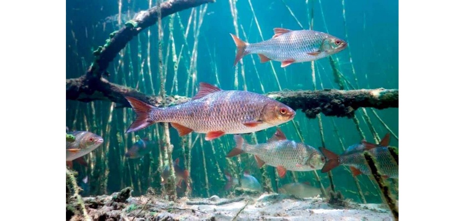 Южноуральские рыбоводы будут повышать квалификацию в ЧелГУ