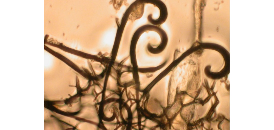 Биологи ЧелГУ нашли красоту в микромире грибов