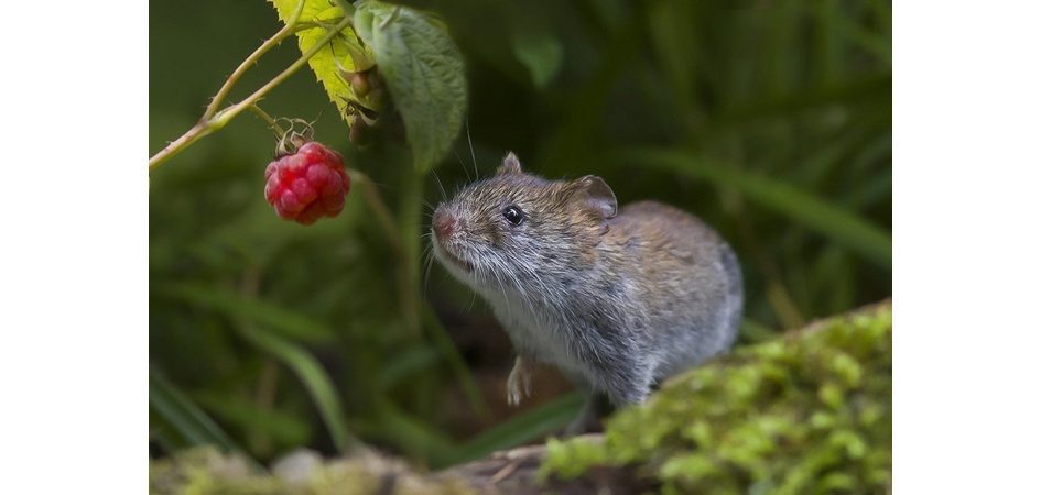 Радиобиологи ЧелГУ дали благоприятный прогноз о воздействии радиации на костный мозг животных