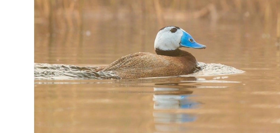 Проект с участием студентов ЧелГУ по спасению савки получил поддержку Президентского фонда природы