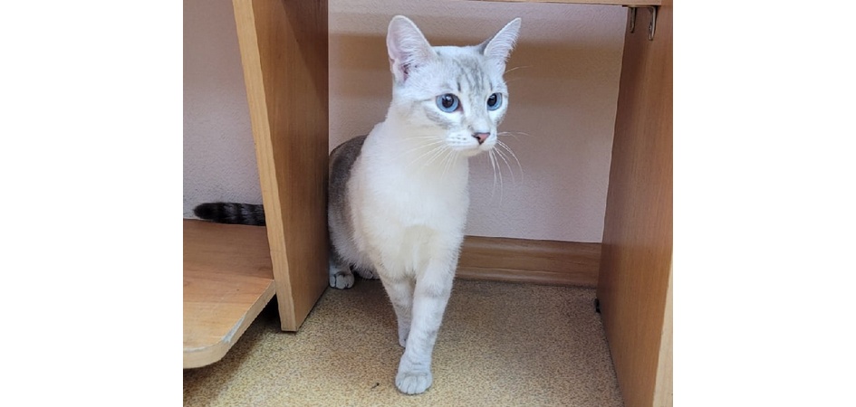 Психологи ЧелГУ пригласили кошку на новоселье