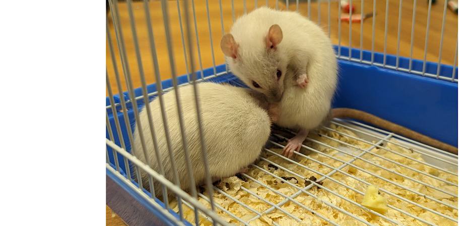 Учёные ЧелГУ нашли способ улучшить лечение психических расстройств