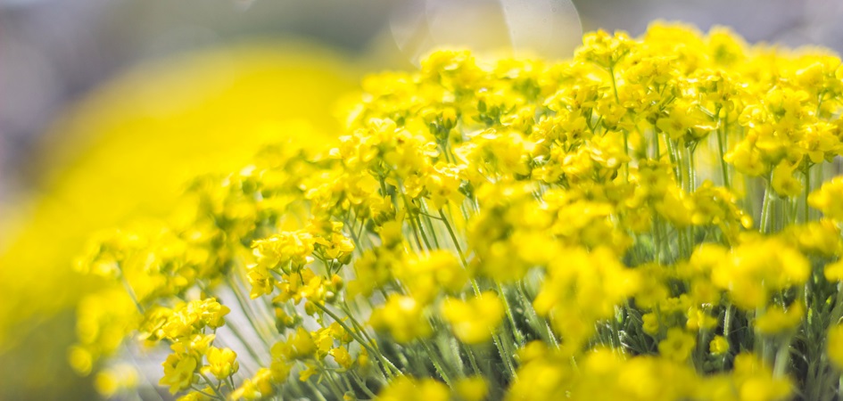 В санатории-профилактории ЧелГУ умеют лечить аллергические реакции без медикаментов