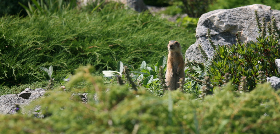 Школа экологии ЧелГУ приглашает на бесплатные занятия
